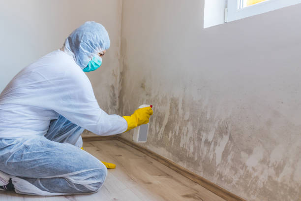 Licensed Mold Remediation service in Millstone Township, NJ - WQB Mold Removal