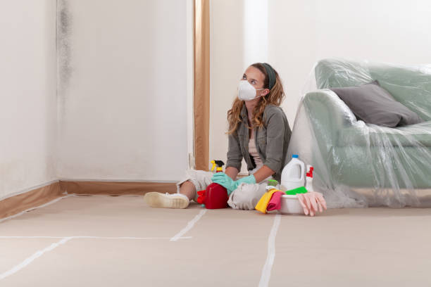 Reliable Mold Remediation contractor in Millstone Township, NJ by WQB Mold Removal